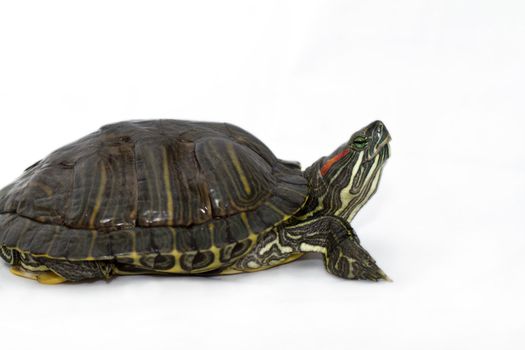 Small turtle on white background