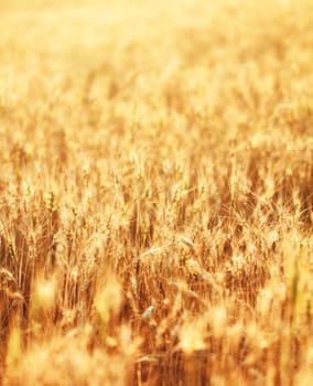 Fields of wheat at the end of summer fully ripe