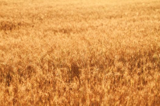 Fields of wheat at the end of summer fully ripe