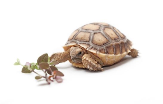 African Spurred Tortoise (Geochelone sulcata) isolated on white background