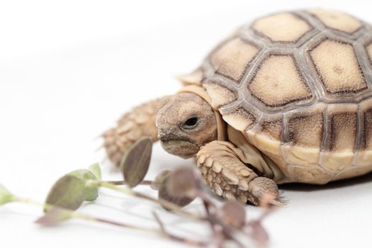 African Spurred Tortoise (Geochelone sulcata) isolated on white background