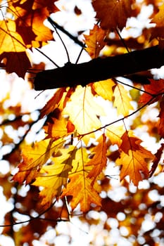 Autumn maple leaves background