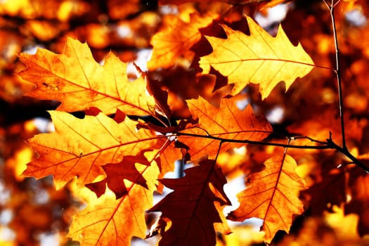 Autumn maple leaves background