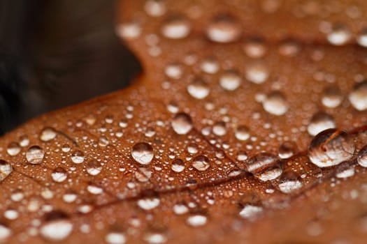 Dewdrops on the dry leaf macro shot