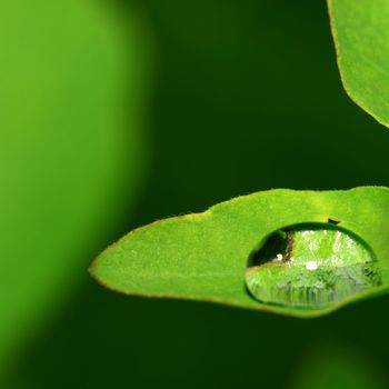 natural waterdrop on green leaf macro