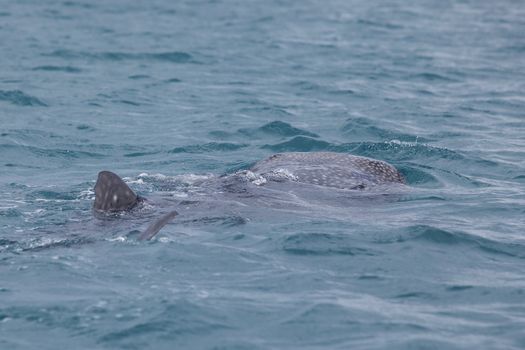 Whale Shark in low visibility water full of plankton