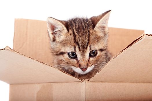 Portrait of a kitten in a box on a white background