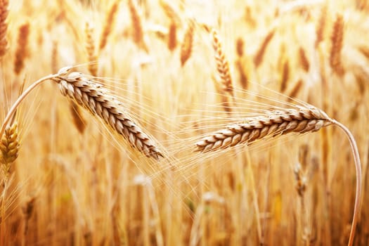 Two ripening ears of golden wheat on the background of wheat field