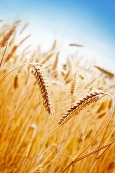 Ears of golden wheat on the background of wheat field