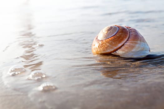 Sea shell surrounded by water on the sunny beach