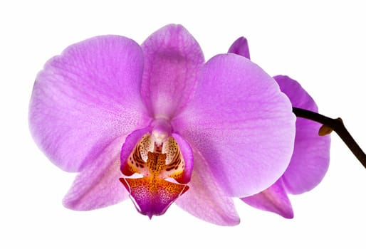 Pink orchid flower isolated on white background