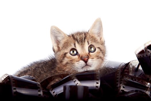 kitten in a film on a white background