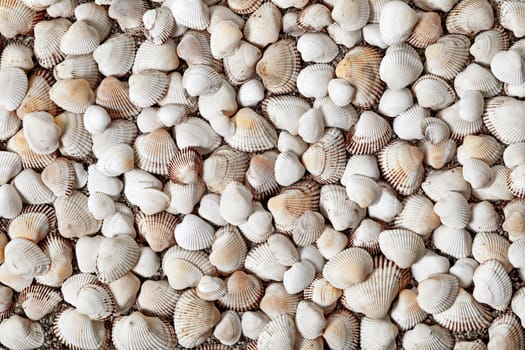 Natural seashells background. A lot of shells on sandy beach