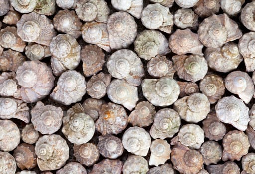 Natural seashells background. Collection of spiral shells from the Black Sea