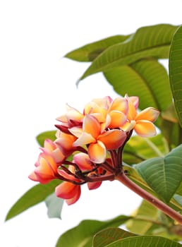 Frangipani flowers closeup 