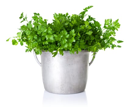 Fresh parsley bouquet in silver pot isolated on white background