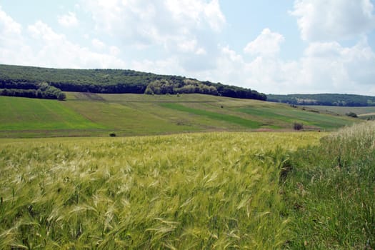 Waving cornfield with pasture and a forest in the background.
