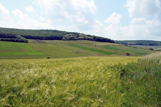 Waving cornfield with pasture and a forest in the background.
