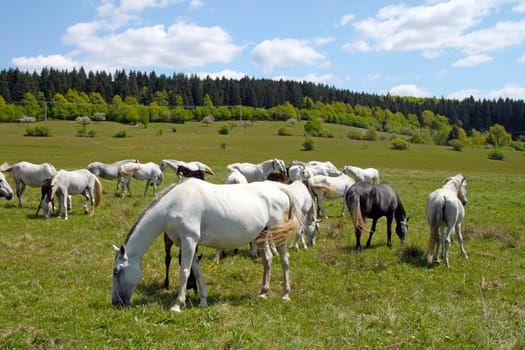 Different color horses grazing on the pasture