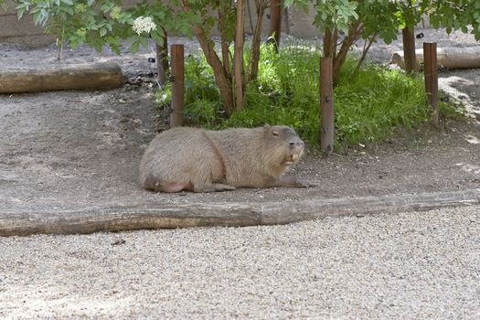 A big yawning capibara lying on the ground
