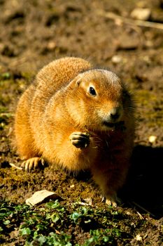 A gopher is standing on the ground