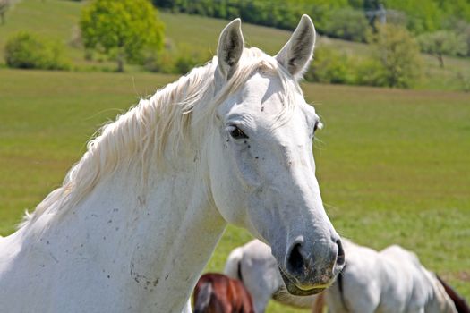 A white horse is staring into the camera.