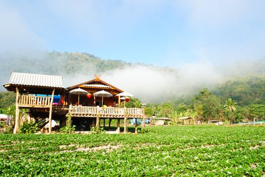Home in strawberry plants