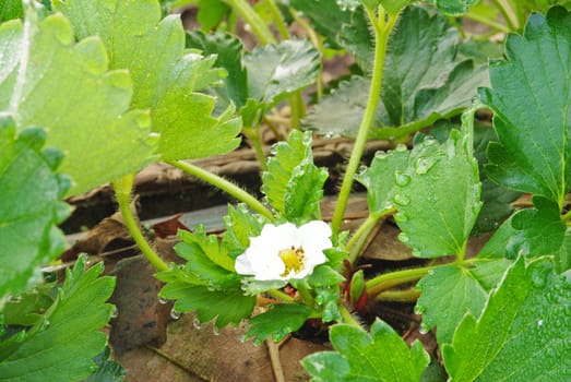 Fresh strawberry plants
