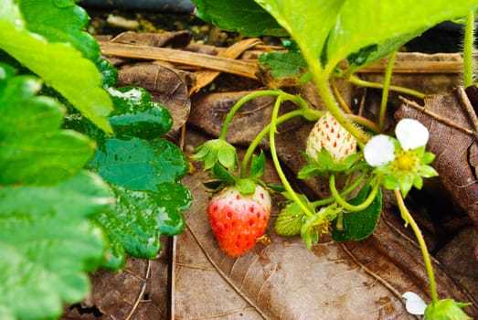 Fresh strawberry plants