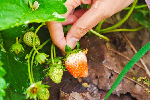 Fresh strawberry plants