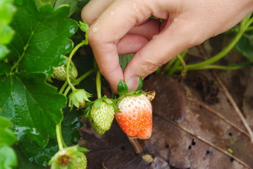 Fresh strawberry plants