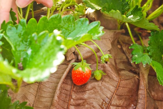 Fresh strawberry plants