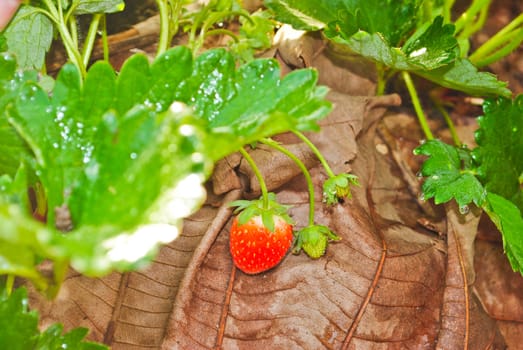 Fresh strawberry plants