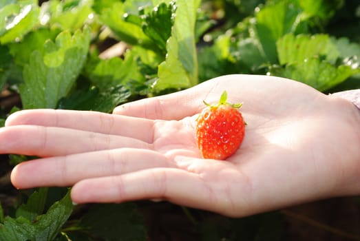 Fresh strawberry plants
