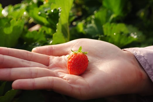 Fresh strawberry plants