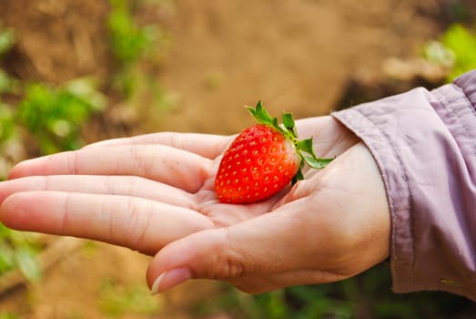 Fresh strawberry plants