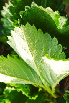 Fresh strawberry plants