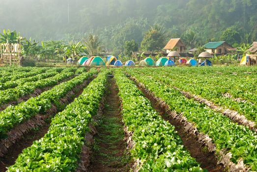 Fresh strawberry plants