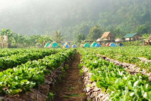 Fresh strawberry plants