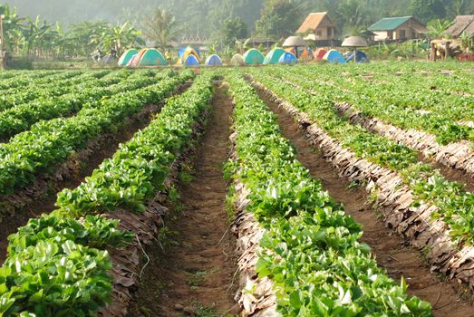 Fresh strawberry plants