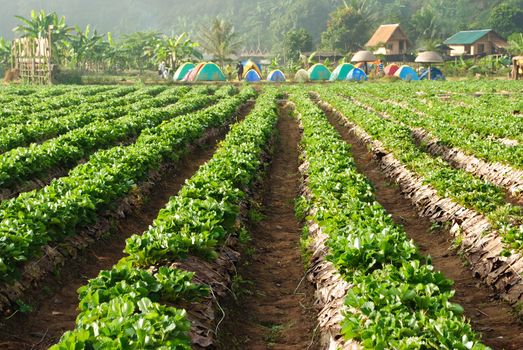Fresh strawberry plants