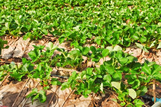 Fresh strawberry plants