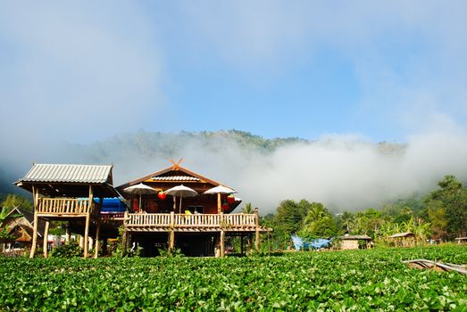 Home in strawberry plants