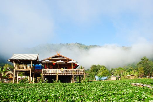 Home in strawberry plants