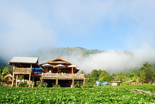 Home in strawberry plants