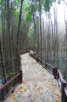 walkway in mangrove forest