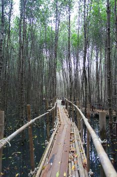walkway in mangrove forest