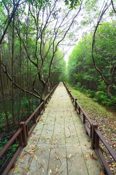 walkway in mangrove forest