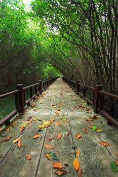 walkway in mangrove forest