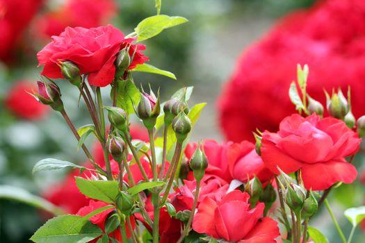 roses nature spring scene